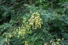 Koelreuteria paniculata