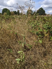 Lactuca serriola
