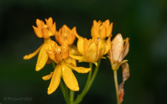 Asclepias curassavica