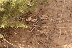 Aspidoscelis tesselatus