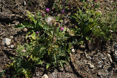 Cirsium andersonii
