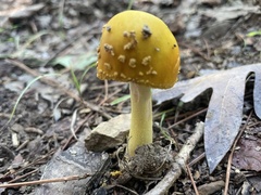 Validae