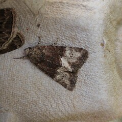 Mesoligia furuncula