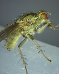 Scathophaga