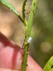 Cryptolaemus montrouzieri