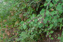Cotoneaster integerrimus