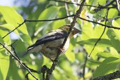 Coccothraustes vespertinus