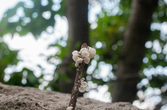 Marasmiellus candidus