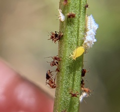 Cryptolaemus montrouzieri