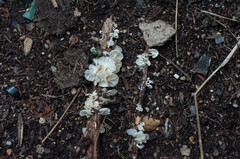 Marasmiellus candidus