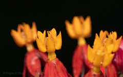 Asclepias curassavica