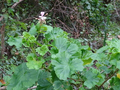 Pelargonium zonale