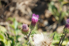 Cirsium andersonii