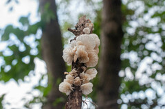 Marasmiellus candidus