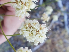 Eriogonum nudum