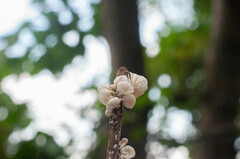 Marasmiellus candidus