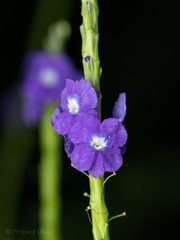 Stachytarpheta
