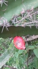 Acanthocereus tetragonus