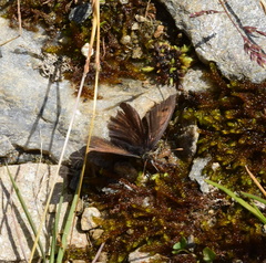 Erebia