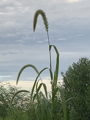 Setaria magna