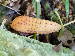 Iphiclides feisthamelii
