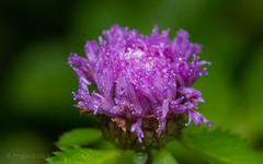 Centratherum punctatum