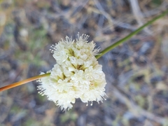 Eriogonum nudum