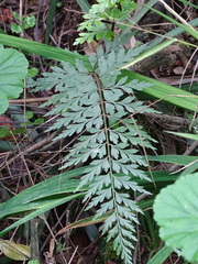 Asplenium aethiopicum