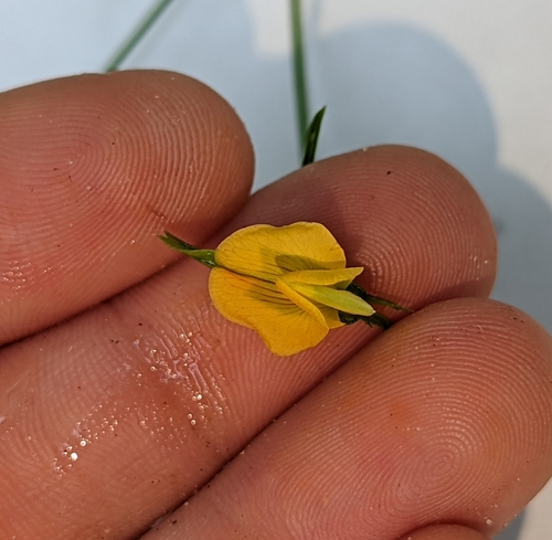 Image of Zornia bracteata by no rights reserved