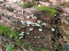 Crepidotus applanatus
