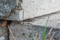 Podarcis muralis