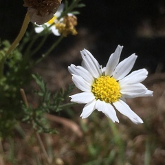 Anthemis cotula