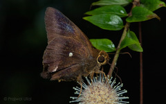 Hasora badra