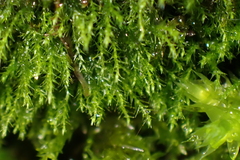 Amblystegium serpens