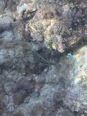 Thalassoma pavo