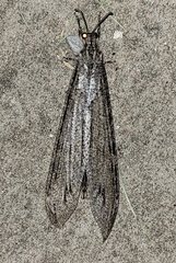 Vella fallax