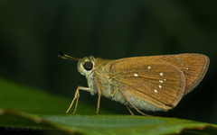 Pelopidas mathias