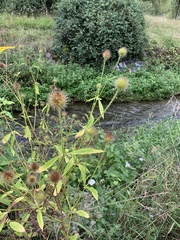 Dipsacus strigosus