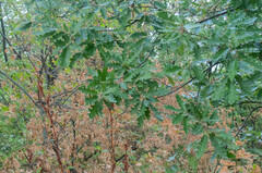 Quercus cerris