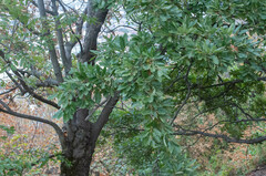 Quercus cerris