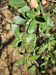 Mystroxylon aethiopicum