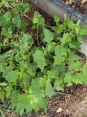 Chenopodiastrum hybridum