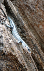Plestiodon