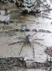 Philodromus margaritatus