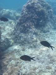 Chromis chromis