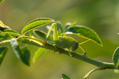 Anacridium aegyptium