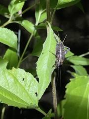 Gryllus pennsylvanicus