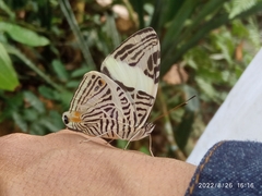 Colobura dirce