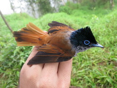 Terpsiphone atrochalybeia