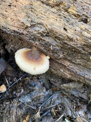Lentinellus